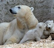 Baltosios me&scaron;kos jaunikliai su mama Giovanna Miuncheno zoologijos sode