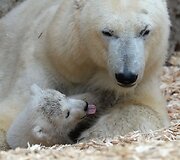 Baltosios me&scaron;kos jauniklis su mama Giovanna Miuncheno zoologijos sode
