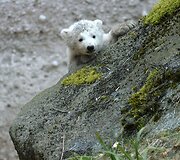 Baltosios me&scaron;kos jauniklis Miuncheno zoologijos sode