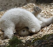 Baltosios me&scaron;kos jaunikliai Miuncheno zoologijos sode