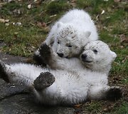 Baltosios me&scaron;kos jaunikliai Miuncheno zoologijos sode