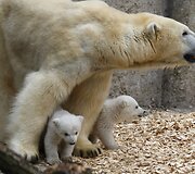 Baltosios me&scaron;kos jaunikliai su mama Giovanna Miuncheno zoologijos sode