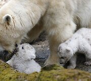 Baltosios me&scaron;kos jaunikliai su mama Giovanna Miuncheno zoologijos sode