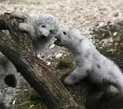 Baltosios me&scaron;kos jaunikliai su mama Giovanna Miuncheno zoologijos sode