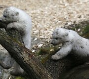 Baltosios me&scaron;kos jaunikliai su mama Giovanna Miuncheno zoologijos sode