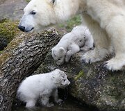 Baltosios me&scaron;kos jaunikliai su mama Giovanna Miuncheno zoologijos sode