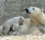 Baltosios me&scaron;kos jaunikliai su mama Giovanna Miuncheno zoologijos sode