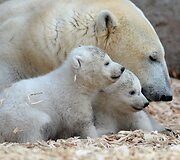 Baltosios me&scaron;kos jaunikliai su mama Giovanna Miuncheno zoologijos sode