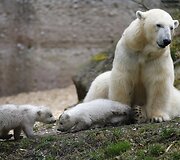 Baltosios me&scaron;kos jaunikliai su mama Giovanna Miuncheno zoologijos sode