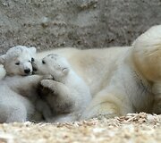 Baltosios me&scaron;kos jaunikliai su mama Giovanna Miuncheno zoologijos sode