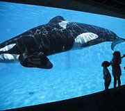 Orka San Diego &bdquo;SeaWorld&ldquo; parke