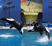 Orkų pasirodymas San Diego &bdquo;SeaWorld&ldquo; parke