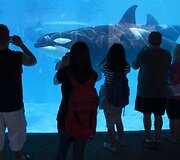 Orkos San Diego &bdquo;SeaWorld&ldquo; parke