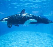 Orka San Diego &bdquo;SeaWorld&ldquo; parke