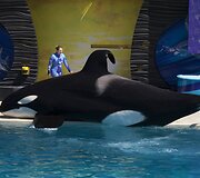 Orka San Diego &bdquo;SeaWorld&ldquo; parke