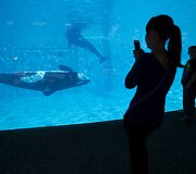 Orkos San Diego &bdquo;SeaWorld&ldquo; parke