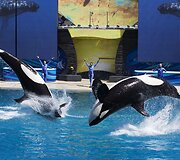 Orkų pasirodymas San Diego &bdquo;SeaWorld&ldquo; parke