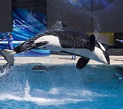 Orkų pasirodymas San Diego &bdquo;SeaWorld&ldquo; parke