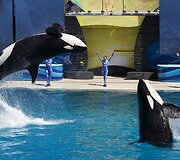 Orkų pasirodymas San Diego &bdquo;SeaWorld&ldquo; parke