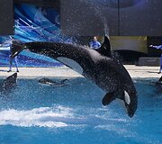 Orkų pasirodymas San Diego &bdquo;SeaWorld&ldquo; parke