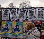 Dingo Svynis Todas