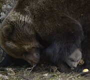 Rudosios me&scaron;kos jauniklis su mama