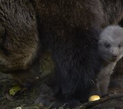 Rudosios me&scaron;kos jauniklis su mama