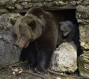 Rudosios me&scaron;kos jauniklis su mama