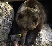 Rudosios me&scaron;kos jauniklis su mama