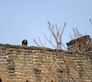 Didžioji kinų siena