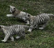 Baltojo tigro jaunikliai Peru zoologijos sode