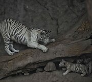 Baltojo tigro jaunikliai žaidžia su mama Peru zoologijos sode