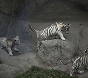 Baltojo tigro jaunikliai Peru zoologijos sode