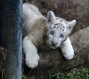 Baltojo tigro jauniklis Peru zoologijos sode