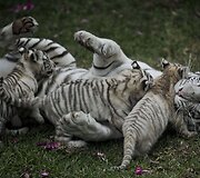Baltojo tigro jaunikliai žaidžia su mama Peru zoologijos sode
