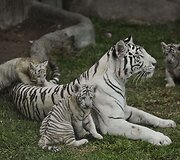 Baltojo tigro jaunikliai su mama Peru zoologijos sode