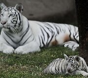 Baltojo tigro jauniklis su mama Peru zoologijos sode
