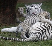 Baltojo tigro jaunikliai žaidžia su mama Peru zoologijos sode