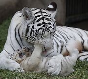 Baltojo tigro jauniklis žaidžia su mama Peru zoologijos sode