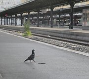 Prancūzijoje geležinkelių darbuotojų profsąjungos paskelbė streiką.