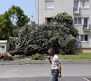 Prancūzijoje medis neatlaikė stipraus vėjo.