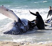 Australijoje gelbėjamas į krantą i&scaron;plaukęs banginis 