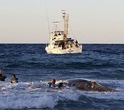 Australijoje gelbėjamas į krantą i&scaron;plaukęs banginis 