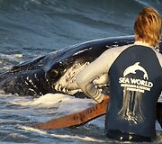Australijoje gelbėjamas į krantą i&scaron;plaukęs banginis 