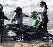 Australijoje gelbėjamas į krantą i&scaron;plaukęs banginis 