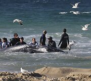Australijoje gelbėjamas į krantą i&scaron;plaukęs banginis 