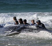Australijoje gelbėjamas į krantą i&scaron;plaukęs banginis 