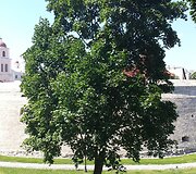 Vilnius
