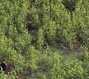 Kolumbijoje naikinama kokainmedžio plantacija
