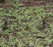 Kolumbijoje naikinama kokainmedžio plantacija